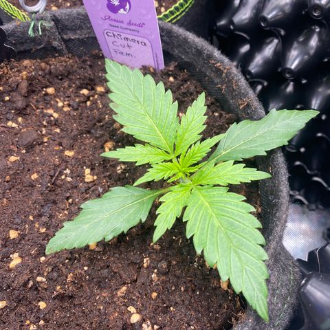 Chimera Cut growlog timeline photo