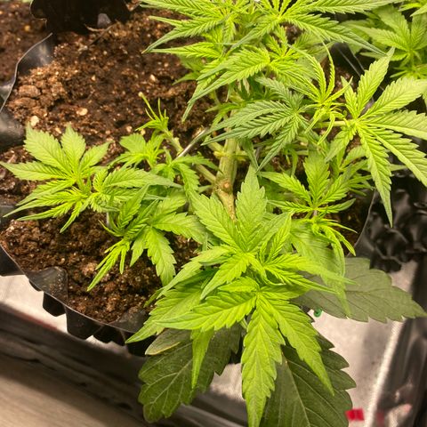 French Macaron growlog timeline photo