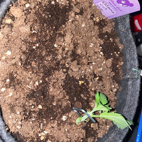 Chimera Cut growlog timeline photo