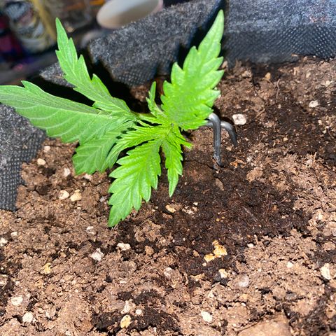 Chimera Cut growlog timeline photo