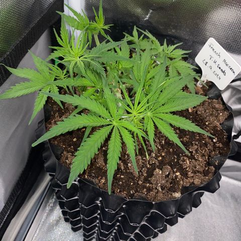 French Macaron growlog timeline photo