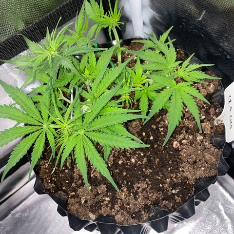 French Macaron growlog timeline photo