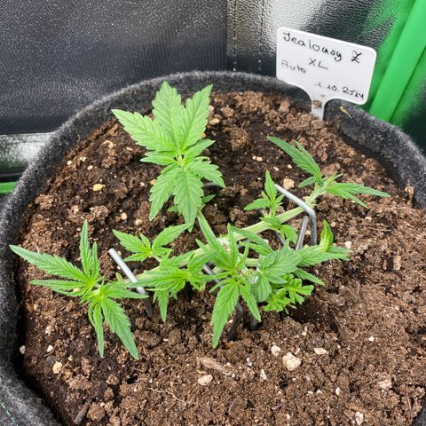Jealousy Z XL growlog timeline photo