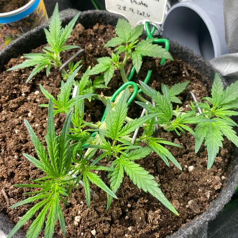 Red Mimosa XL Auto growlog timeline photo