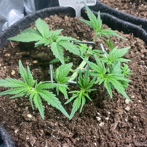 Jealousy Z XL growlog timeline photo