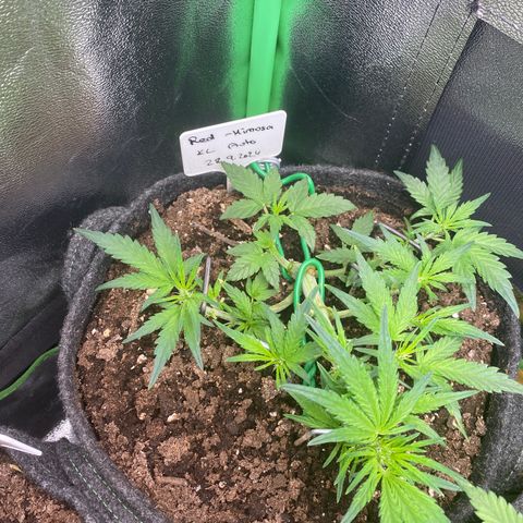 Red Mimosa XL Auto growlog timeline photo