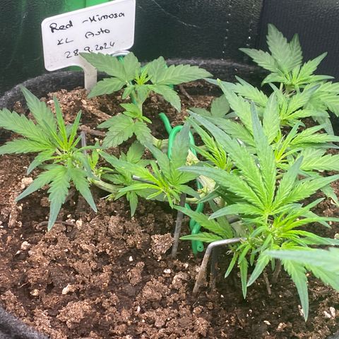 Red Mimosa XL Auto growlog timeline photo