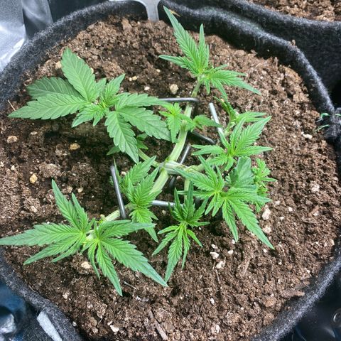 Jealousy Z XL growlog timeline photo