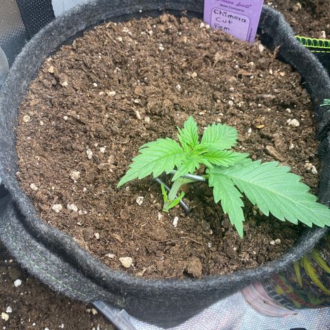 Chimera Cut growlog timeline photo