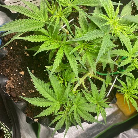 French Macaron growlog timeline photo