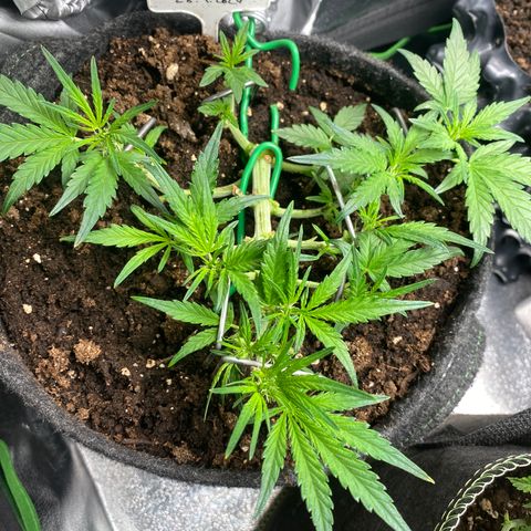 Red Mimosa XL Auto growlog timeline photo
