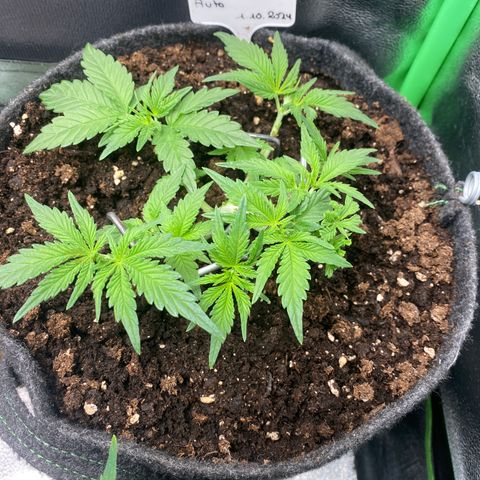 Jealousy Z XL growlog timeline photo