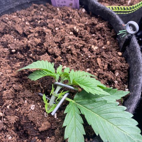 Chimera Cut growlog timeline photo