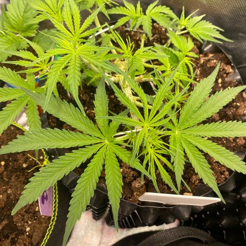 French Macaron growlog timeline photo