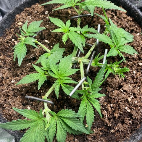 Jealousy Z XL growlog timeline photo