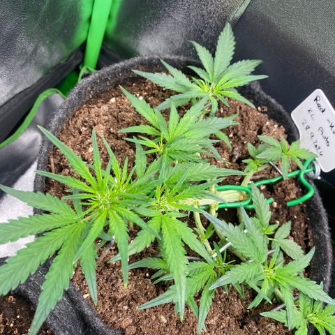Red Mimosa XL Auto growlog timeline photo