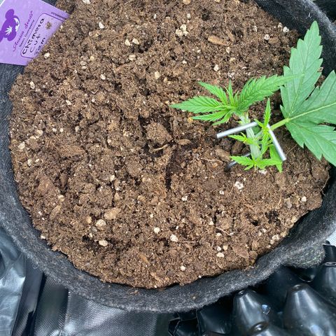 Chimera Cut growlog timeline photo