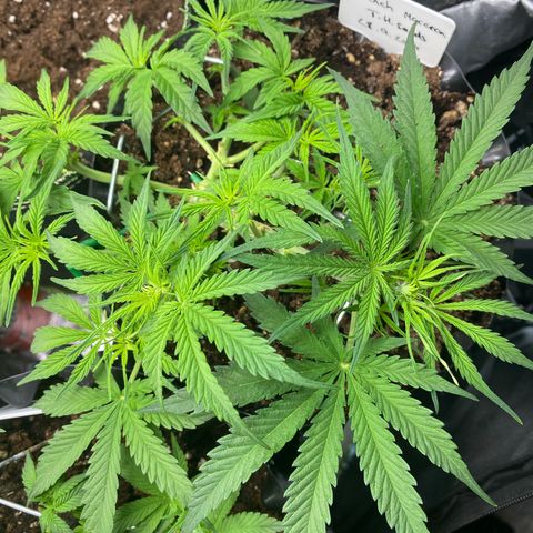 French Macaron growlog timeline photo