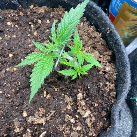 Chimera Cut growlog timeline photo