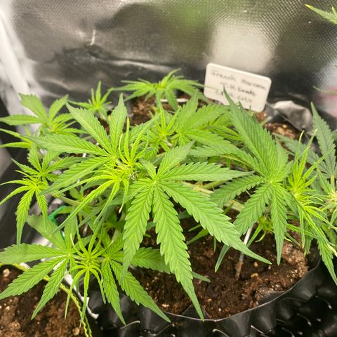 French Macaron growlog timeline photo