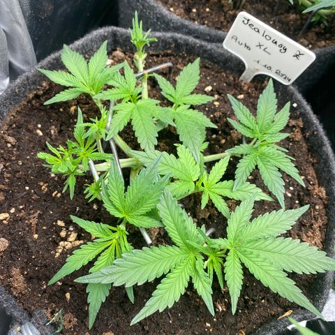Jealousy Z XL growlog timeline photo