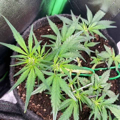 Red Mimosa XL Auto growlog timeline photo