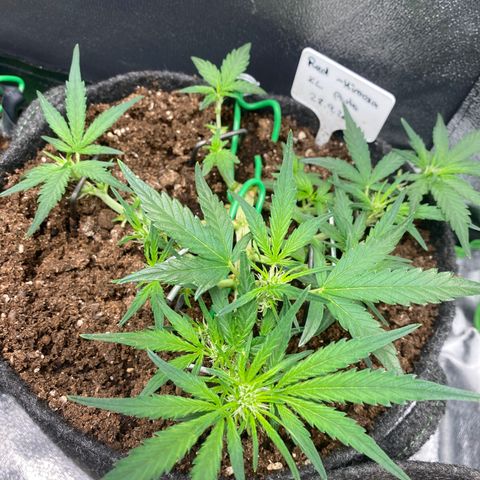 Red Mimosa XL Auto growlog timeline photo