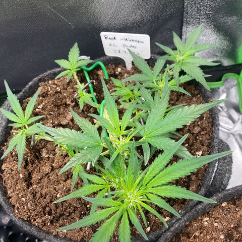 Red Mimosa XL Auto growlog timeline photo