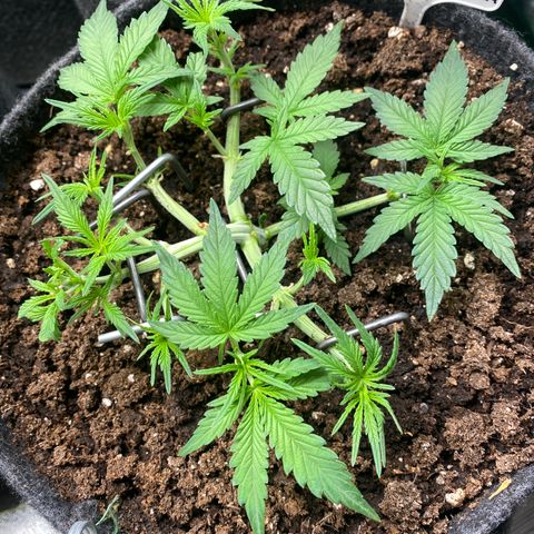 Jealousy Z XL growlog timeline photo