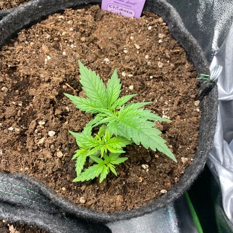 Chimera Cut growlog timeline photo