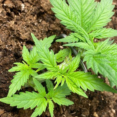Chimera Cut growlog timeline photo