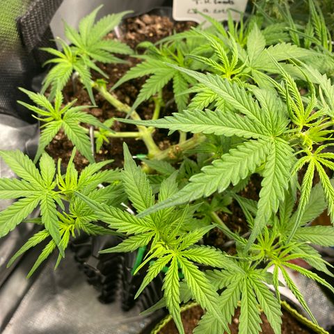 French Macaron growlog timeline photo