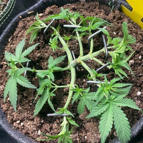 Jealousy Z XL growlog timeline photo