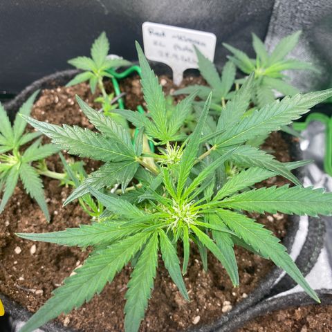 Red Mimosa XL Auto growlog timeline photo