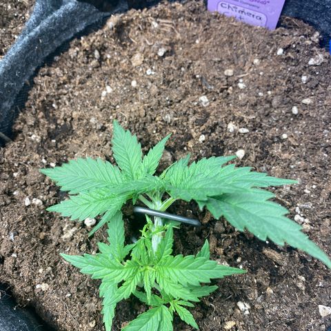 Chimera Cut growlog timeline photo