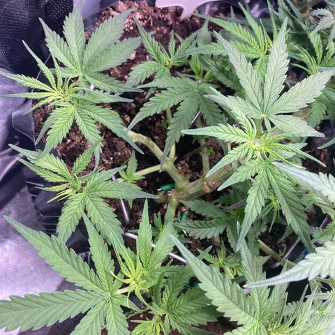 French Macaron growlog timeline photo