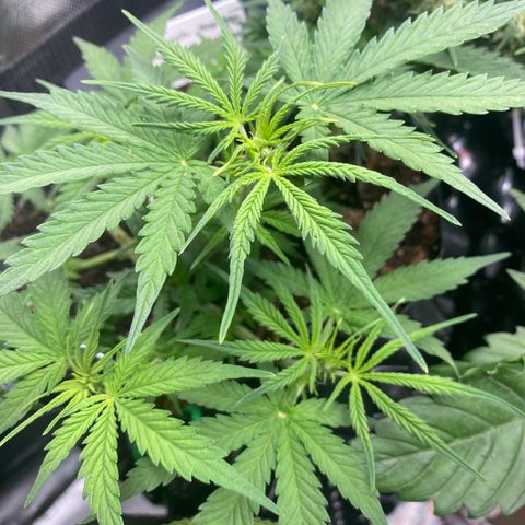 French Macaron growlog timeline photo