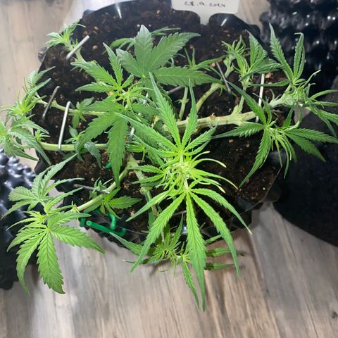 French Macaron growlog timeline photo