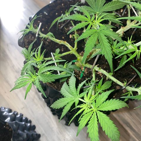 French Macaron growlog timeline photo