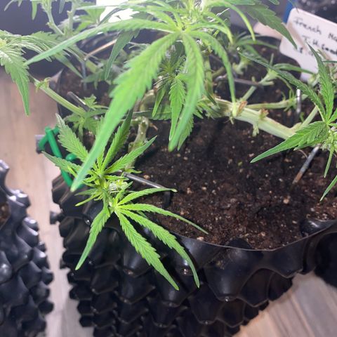 French Macaron growlog timeline photo