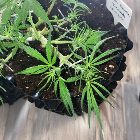 French Macaron growlog timeline photo