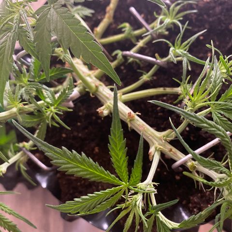 French Macaron growlog timeline photo