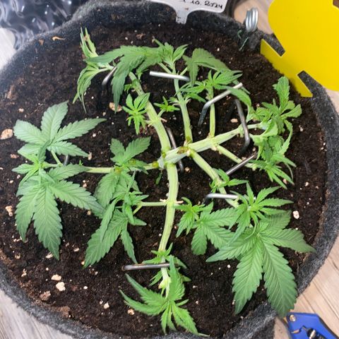 Jealousy Z XL growlog timeline photo