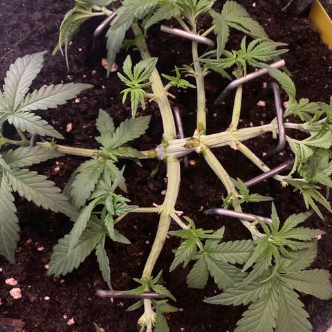 Jealousy Z XL growlog timeline photo