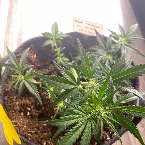 Red Mimosa XL Auto growlog timeline photo