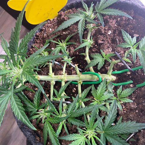 Red Mimosa XL Auto growlog timeline photo