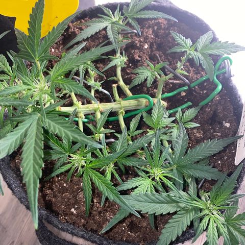 Red Mimosa XL Auto growlog timeline photo