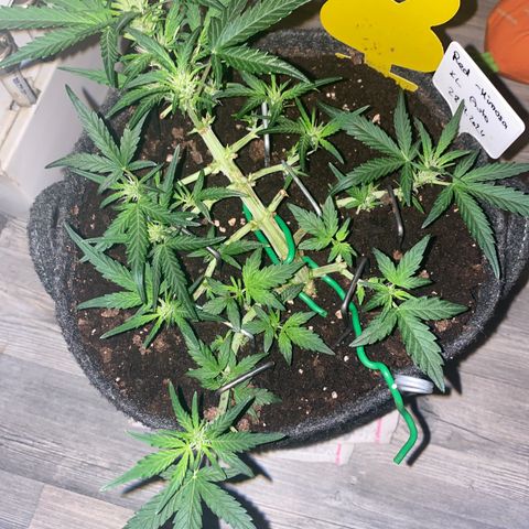 Red Mimosa XL Auto growlog timeline photo