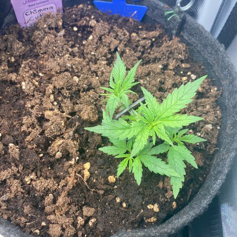 Chimera Cut growlog timeline photo