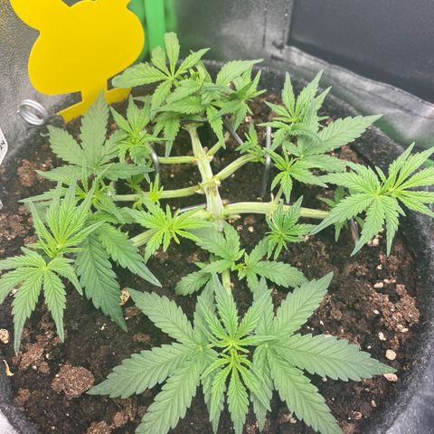 Jealousy Z XL growlog timeline photo